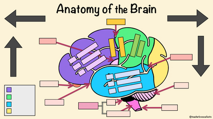 *DIGITAL* Anatomy of the Brain Activity Worksheets (Instant Download)