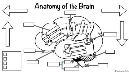 *DIGITAL* Anatomy of the Brain Activity Worksheets (Instant Download)